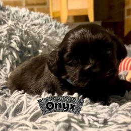 Onyx - Black and white male Shih Tzu puppy in Hull, Georgia from Precious to the world Shih Tzu’s