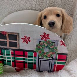 Dachshund Puppies from English Cream Dream Dachshunds