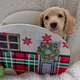 Dachshund Puppies from English Cream Dream Dachshunds
