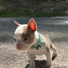 Frida Jean - Lilac female Boston Terrier puppy in Conyers, Georgia from Dixe Hill Dogs