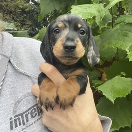 Cole - Dapple male Dachshund puppy in Lakeland, Florida from Cynthia’s Royal Dachshunds