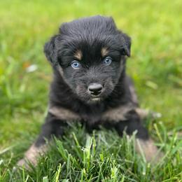 MINNIE - Black tri-color female Australian Shepherd puppy in Christiana, Tennessee from Vaught Family Farm