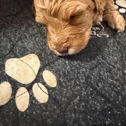 McMuffin - Apricot female Assorted Doodle Crosses puppy in Bedford, Pennsylvania from Dans Doodlez