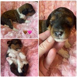 Tri female - Tri-color female Bernedoodle puppy in Clarksville, Iowa from Iowa Heartland Doodles