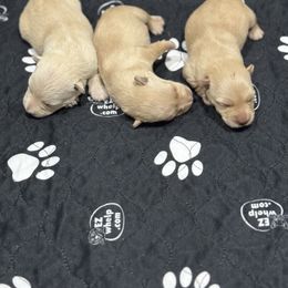 Scottish Terrier puppies from Schrute Farms Canine Clan
