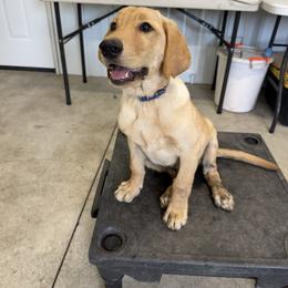 Cooper - Yellow male Labrador Retriever puppy in Derby, Kansas from Wheatland Retrievers