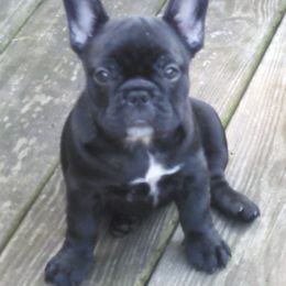 French Bulldogs from Dana Riotte's French Bulldogs