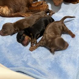 Belgian Malinois, Dachshund, and Dutch Shepherd Puppies from Paws Laws k9