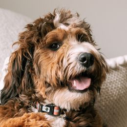 Aussiedoodles and Bernedoodles from Sassy Pants Pups