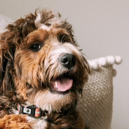 Aussiedoodles and Bernedoodles from Sassy Pants Pups