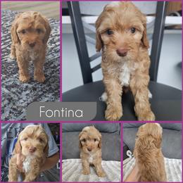 Fontina - Golden female Cockapoo puppy in Zanesville, Ohio from Southtown Doodles LLC