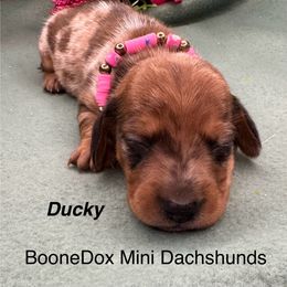 Ducky - Dapple female Dachshund puppy in Lexington, Oklahoma from BooneDox Miniature Dachshunds