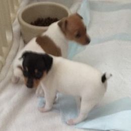 Toy Fox Terriers from SoCal Toy Fox Terriers
