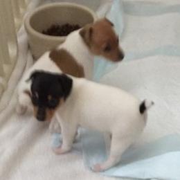 Toy Fox Terriers from SoCal Toy Fox Terriers