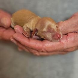 Penny male 1 - Cream male Dachshund puppy in Trade, Tennessee from TN Miniature Dachshunds & Basset Hounds