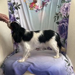 Juli - Cavalier King Charles Spaniel