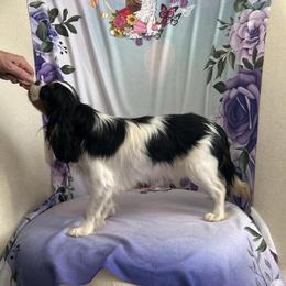 Juli - Cavalier King Charles Spaniel