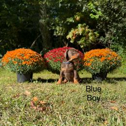 Blue - Red and rust male Doberman Pinscher puppy in Knox, Indiana from Double River Dobermans