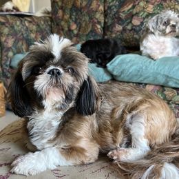 Izzy - Shih Tzu