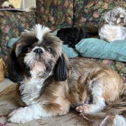 Izzy - Shih Tzu