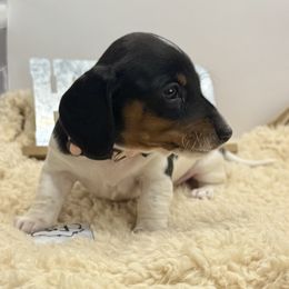 Bella - Piebald female Dachshund puppy in Rio Linda, California from Destiny's Mini Doxies