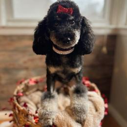 Autumn Skye - Poodle