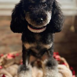 Autumn Skye - Poodle