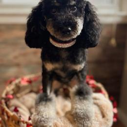Autumn Skye - Poodle