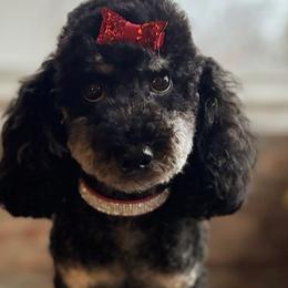 Autumn Skye - Poodle