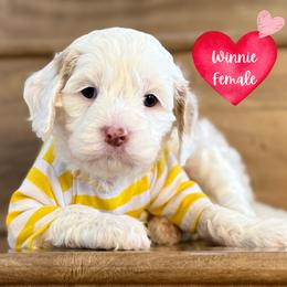 Winnie - Cream female Australian Labradoodle puppy in Citrus Heights, California from Elite Blend Labradoodles