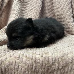Black and tan male - Black and tan male Pomeranian puppy in Weatherford, Texas from COCO'S POMS AND FRENCHIES