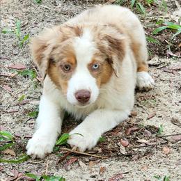Oakley - Red merle male Miniature Australian Shepherd puppy in Dunnellon, Florida from Ever After Mini Aussies