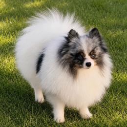 Kilo - Pomeranian