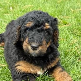 Lily - Girl 3 - Phantom female Bernedoodle puppy in Bellville, Ohio from Bernedoodle Buddies