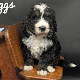 Riggs - Tri-color male Bernedoodle puppy in Lancaster, Minnesota from Richardville Hunde