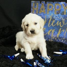 Golden Retriever Puppies from White Diamond Retrievers in the Heartland