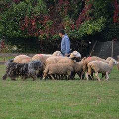 Bergamasco Sheepdogs from Windy Hill Bergamascos