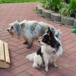 Papillon puppies from Southern Belle's Biewer Terriers & Papillons
