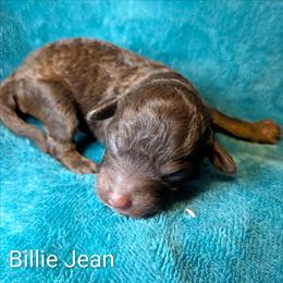 Billie Jean - Brown and tan female Cockapoo puppy in Sunset, Louisiana from Cano Cockapoos