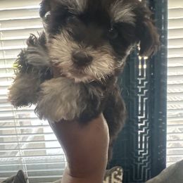 Male A - Parti male Miniature Schnauzer puppy in Pearland, Texas from K & S Schnauzers