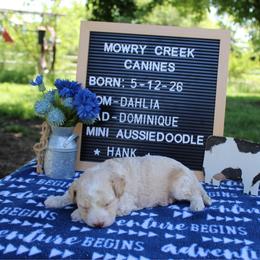 Hank - Apricot male Aussiedoodle puppy in Hopkins, Missouri from Mowry Creek Mini Aussiedoodles and More