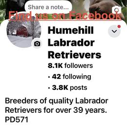 Labrador Retriever and Pomeranian Puppies from Humehill