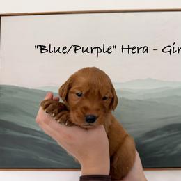 Hera - Dark golden female Golden Retriever puppy in Weston, Missouri from Love is Golden