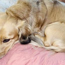 Dachshunds from Dachshunds of Katy