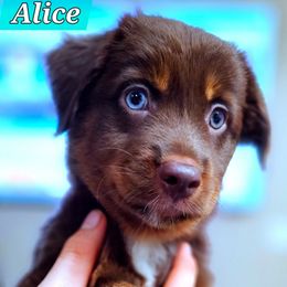 Alice - Red tri female Miniature Australian Shepherd puppy in Punta Gorda, Florida from Christie's Creekside Aussies