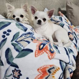 Mimi - Chihuahua