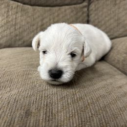 Apollo - White male Miniature Schnauzer puppy in Plaucheville, Louisiana from Honey Doux Southern Paws