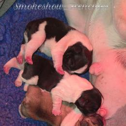 1st pick female - White and fawn female French Bulldog puppy in Twin Falls, Idaho from Whispering White Pines Labradors