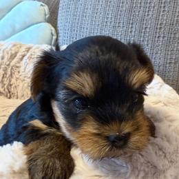 Daisy - Black and gold female Yorkshire Terrier puppy in Dublin, California from Michelle’s Yorkies