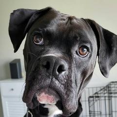 Bane - Boxer